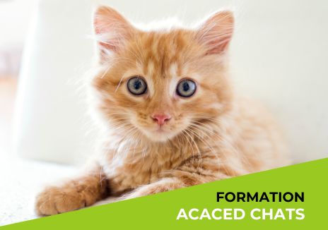 Formation ACACED CHATS
