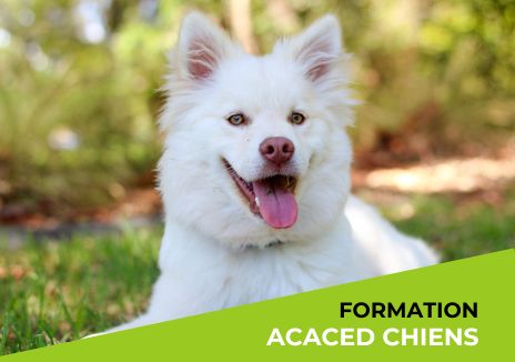 Formation ACACED CHIENS
