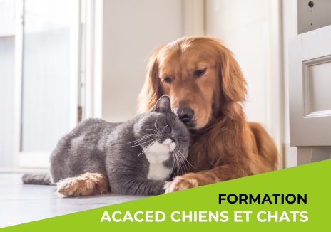 ACACED CHIENS ET CHATS