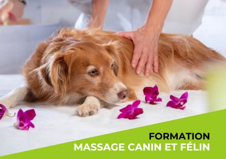 Formation Massage Canin & Félin