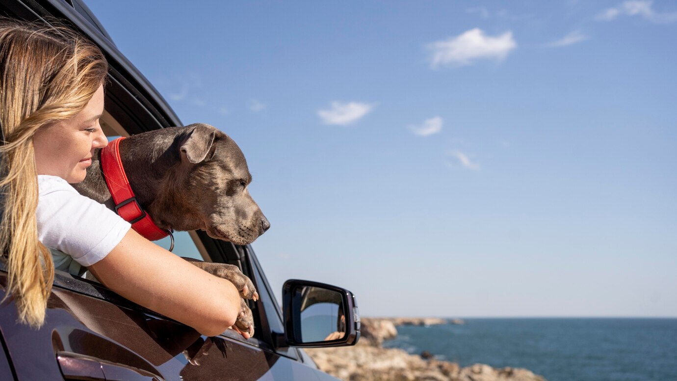5 conseils pour partir en vacances avec ses animaux