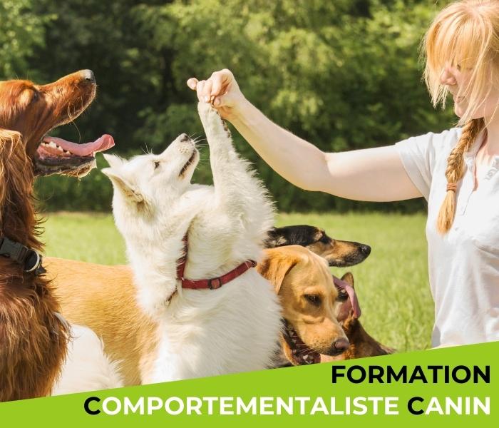 formation comportementaliste canin